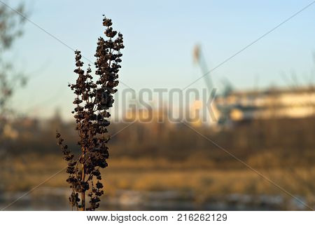 Dry inflorescence of winter weed (Rumex confertus asiatic dock) on the background of a blurred industrial landscape - a covered ship repair dock on the bank of the canal