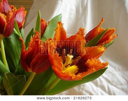 Tulip