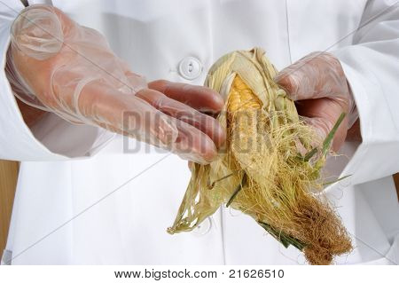 Majs Cob er ved at blive undersøgt i mad laboratorium