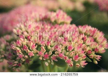 Tiny pink buds. Sedum spectabile or ice plant. Close up. Copyspace. Blooming of late summer flowers. Floral background.