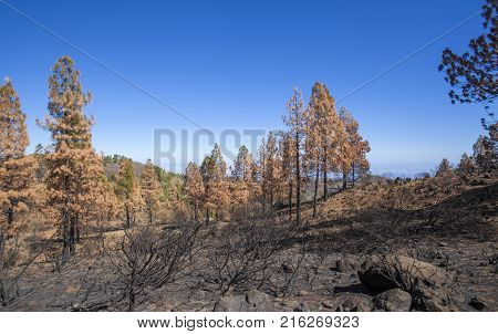 Flora Of Gran Canaria