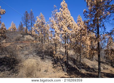 Flora Of Gran Canaria