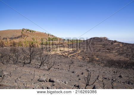 Flora Of Gran Canaria