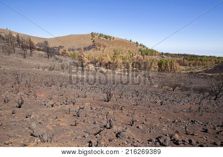 Flora Of Gran Canaria