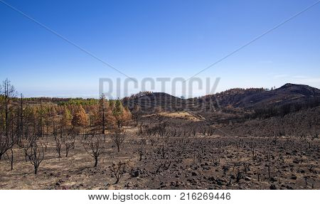 Flora Of Gran Canaria