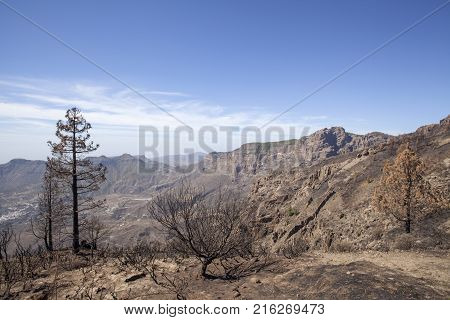Flora Of Gran Canaria