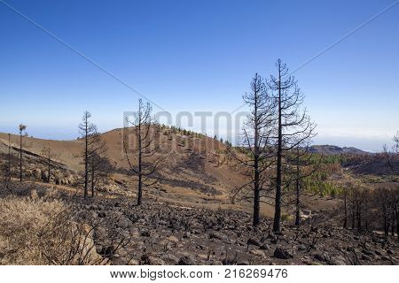 Flora Of Gran Canaria