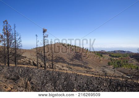 Flora Of Gran Canaria