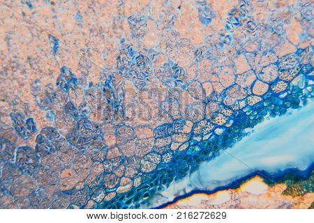 Abstract science background- pyloric division of the stomach of the dog. Cell biology