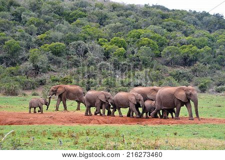 Family of elephants in the Addo Park in South Africa