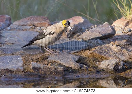 Wattled Starling drinking water at a waterhole in the Kalahari