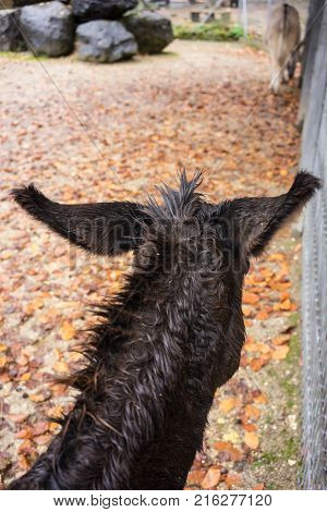 back of the head ear view of black donkey ears at fall season