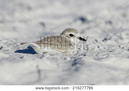 A Snowy Plover, Charadrius nivosus on the white sand of Siesta Key, Florida