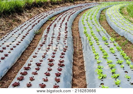 Hydroponic Organic Vegetable Plots Cultivation Farm
