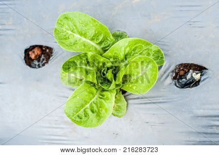 Hydroponic Organic Vegetable Plots Cultivation Farm