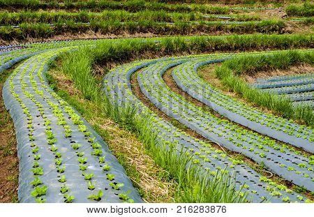 Hydroponic Organic Vegetable Plots Cultivation Farm