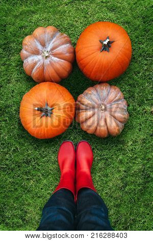 Three orange pumpkins harvested by a woman worker are lying on green grass flat lay. We look from the woman s view point. Woman wears red rubber boots