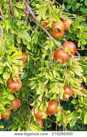 Branch of a pomegranate tree (Punica granatum) with leaves and ripe fruits