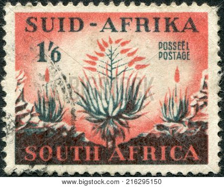 SOUTH AFRICA - CIRCA 1953: A stamp printed in South Africa, show aloe plant, circa 1953