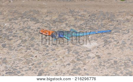 Closeup of Agama lizard (scientific name: Agama agama or 
