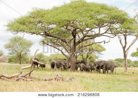family of African Elephant (scientific name: Loxodonta africana, or 