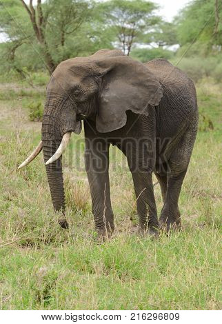 Closeup of African Elephant (scientific name: Loxodonta africana, or 