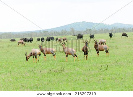 group of Topi (scientific name: Damaliscus lunatus jimela or 