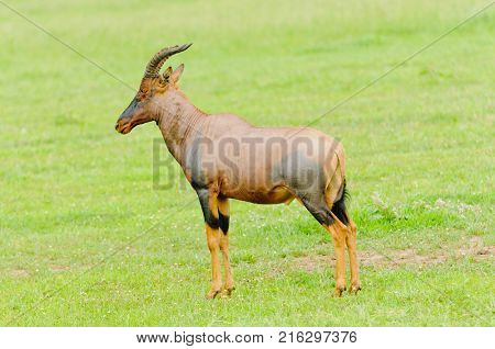 Closeup of Topi (scientific name: Damaliscus lunatus jimela or 