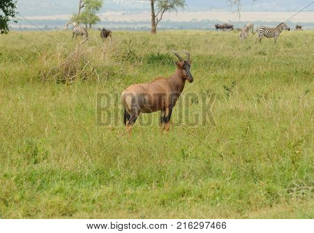 Topi (scientific name: Damaliscus lunatus jimela or 