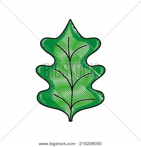 grated tropical kale leal natural plant vector illustration