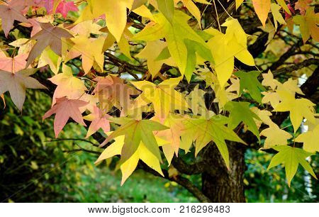 Season change with colorful leaf and full frame