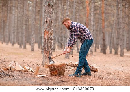 A young man is a woodcutter in a checkered shirt chopping wood in an autumn forest among the trees. Outdoors.