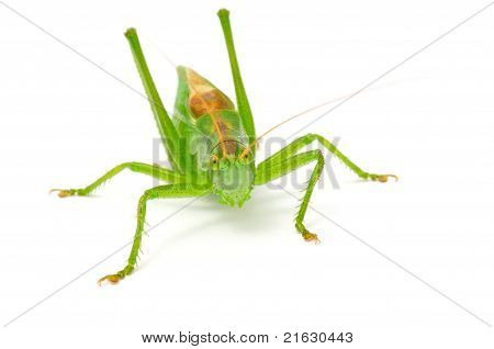 Gafanhoto verde