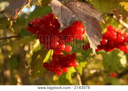 Hrozen bobulí Kalina Rose Red