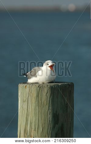 This laughing gull from south Padre Island Texas appears to be living up to its name.