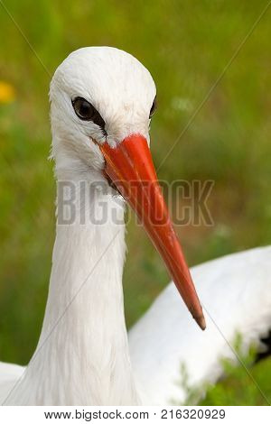 White stork conceptual bird portrait closeup. Reservation Askania Nova Ukraine
