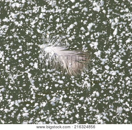 feather on ice . In the park in nature