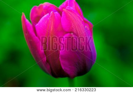 purple flower on green background macro photo