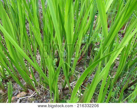 Acorus calamus plant in a little garden