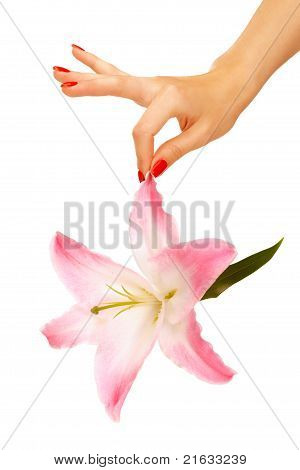 Mano Madonna Lily