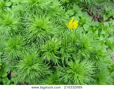 Flowering adonis vernalis plant in a garden