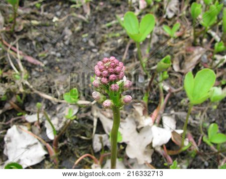 Flowering menyanthes trifoliata plant in a garden