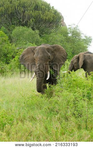 Closeup of African Elephant (scientific name: Loxodonta africana, or 