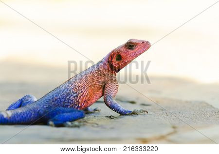 Closeup of Agama lizard (scientific name: Agama agama or 