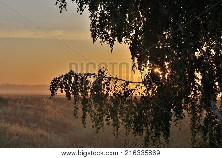 Morningg in the field Omsk region Siberia Russia