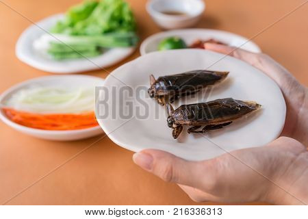 Lethocerus Indicus (giant Water Bug)