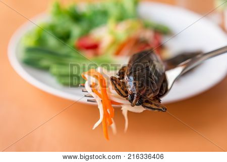 Lethocerus Indicus (giant Water Bug)