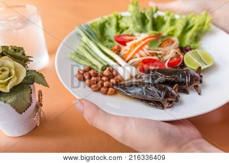 Lethocerus Indicus (giant Water Bug)