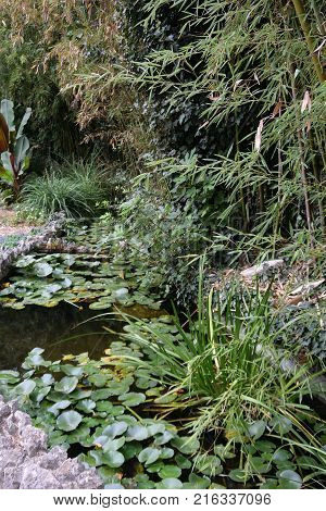 Beautiful places of the Nikitsky Botanical Garden Yalta Crimea