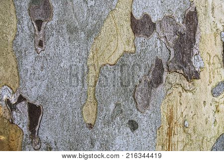 bark of platan tree texture and background